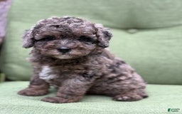Miniature Poodle dogs for sale: Raya - Image 11