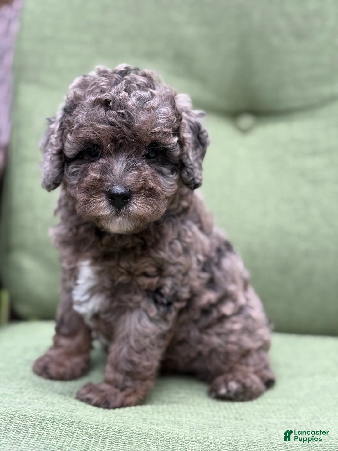 Miniature Poodle dogs for sale: Raya - Image 11