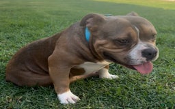 American Bully dogs for sale: Smalls - Image 3
