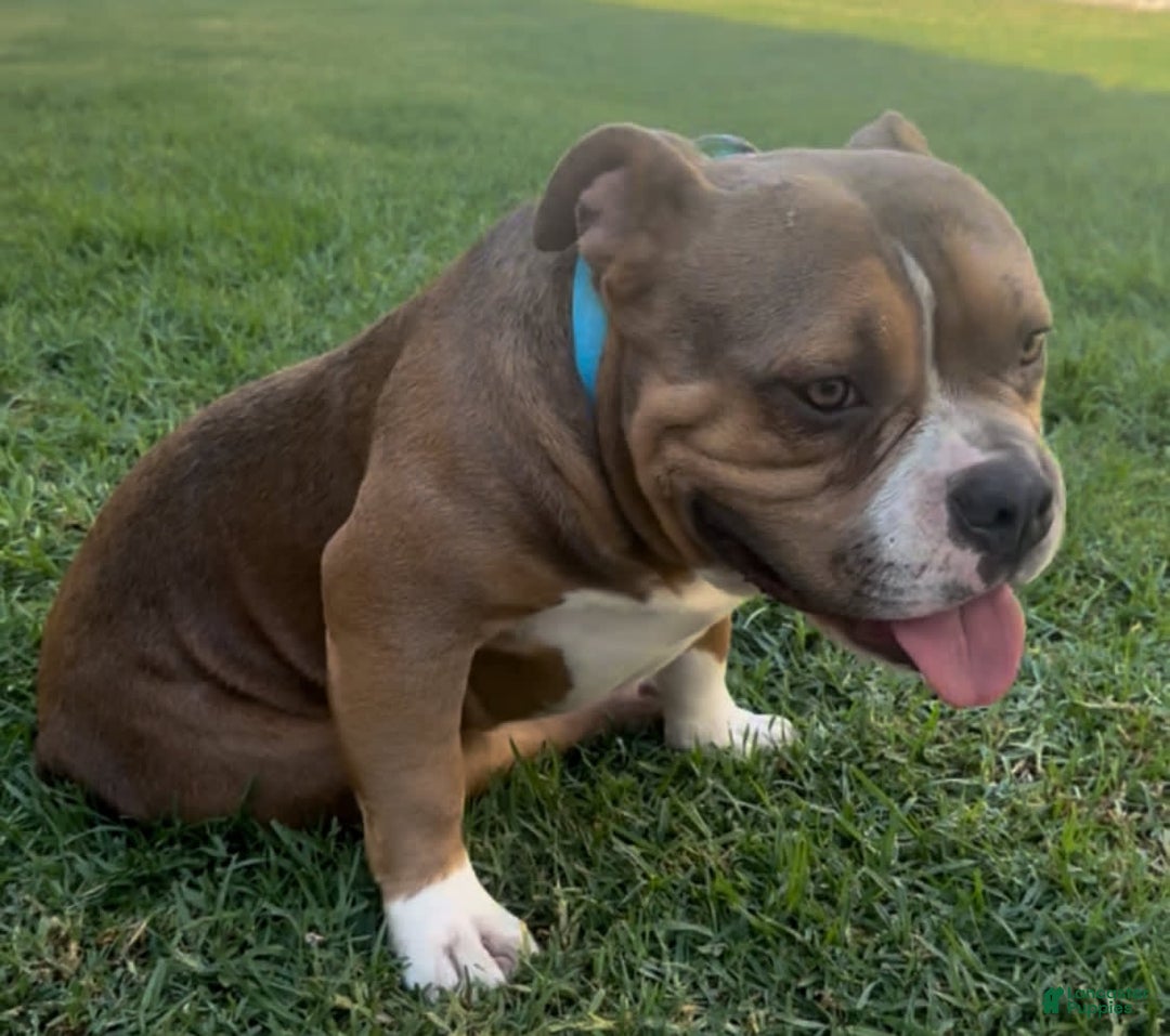 American Bully dogs for sale: Smalls - Image 3