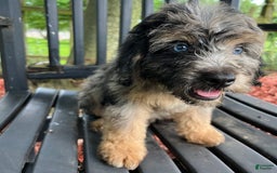 Mini Aussiedoodle dogs for sale: Canary - Image 26