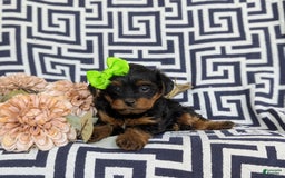 Shorkie dogs for sale: Camdyn Toy Size - Image 1