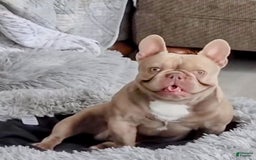 French Bulldog dogs for sale: Comrad - Image 6