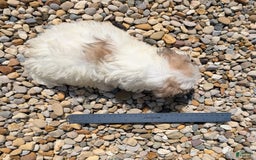 Teddy Bear dogs for sale: Whipped Cream - Image 8