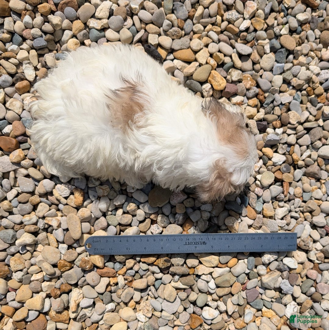 Teddy Bear dogs for sale: Whipped Cream - Image 8