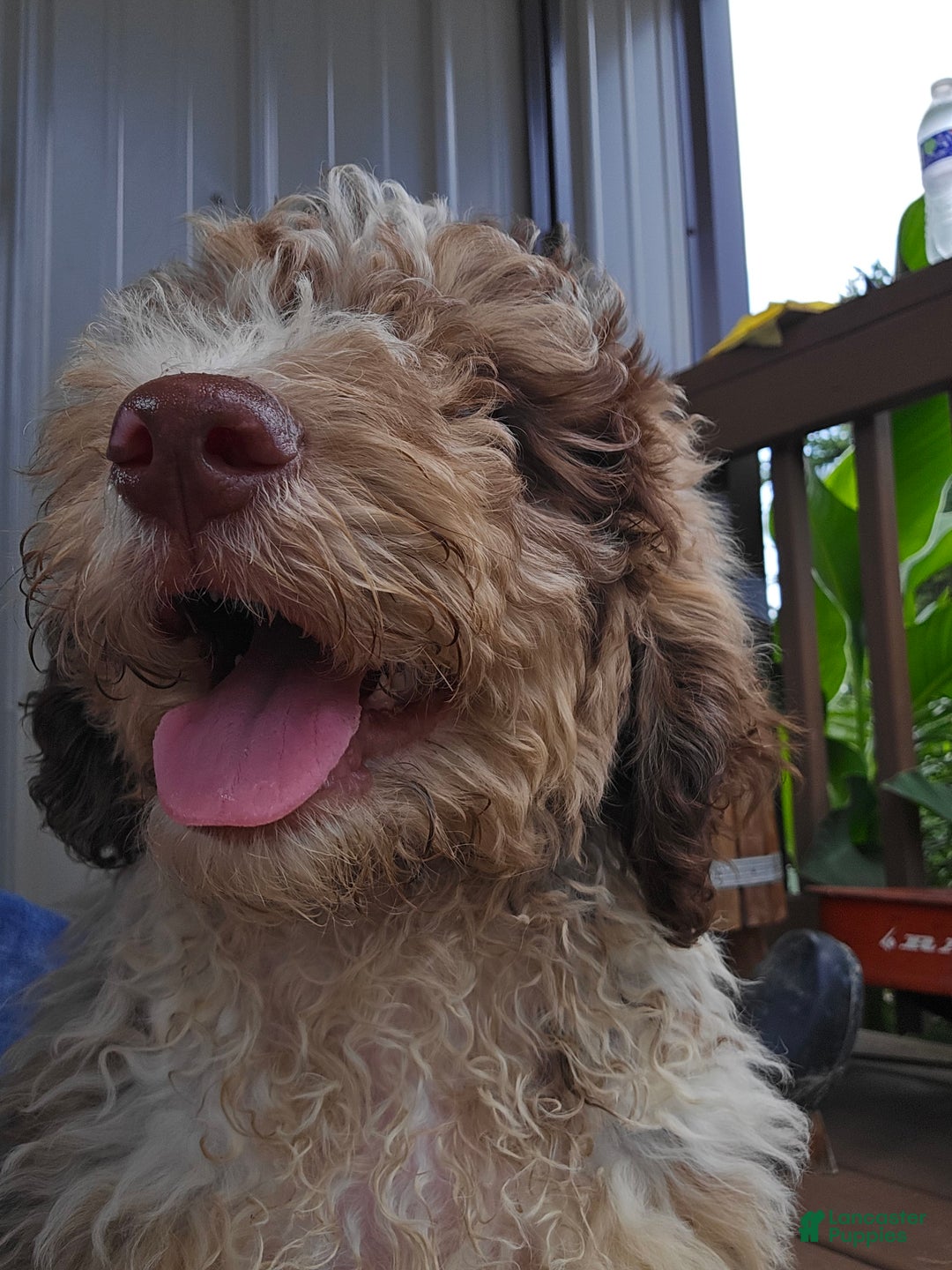 Bernedoodle dogs for sale: Coco - Image 7