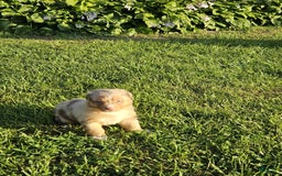 Australian Shepherd dogs for sale: Miss Cutie Pie - Image 2