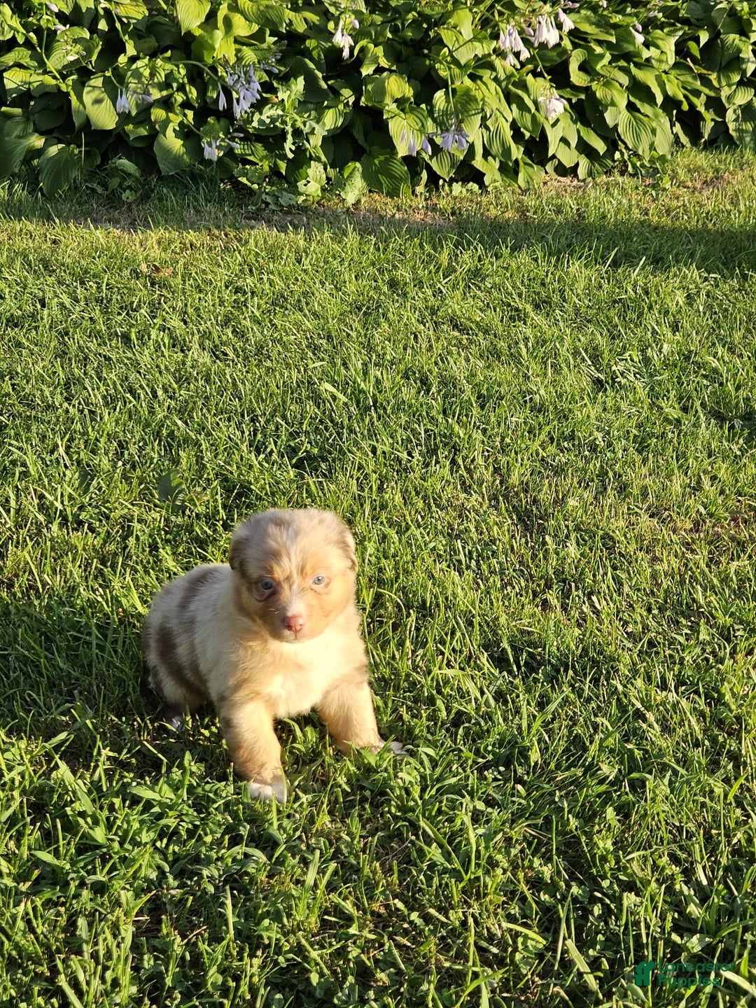 Australian Shepherd dogs for sale: Miss Cutie Pie - Image 2