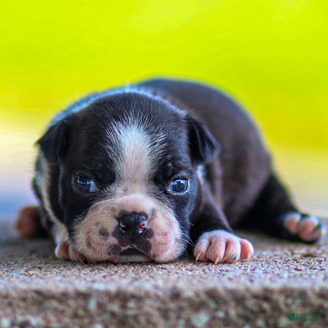 Boston Terrier dogs for sale: Dan - Image 5