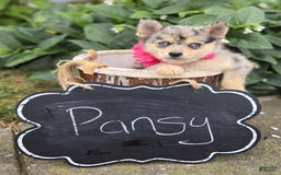 Pomsky dogs for sale: Pansy - Image 4