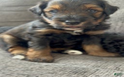 Aussiedoodle dogs for sale: Teddy - Image 3