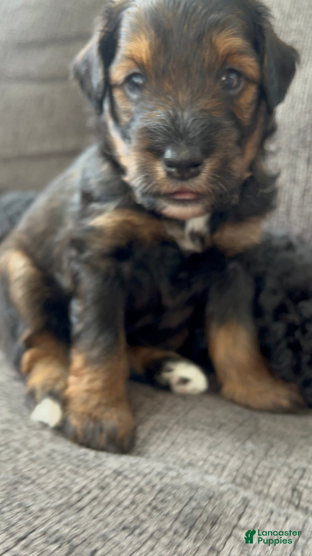Aussiedoodle dogs for sale: Teddy - Image 3