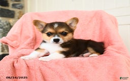 Welsh Corgi Pembroke dogs for sale: Vegas AKC - Image 3