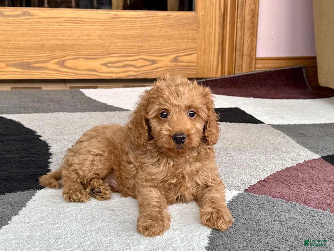 Cockapoo dogs for sale: Tate F1b - Image 3