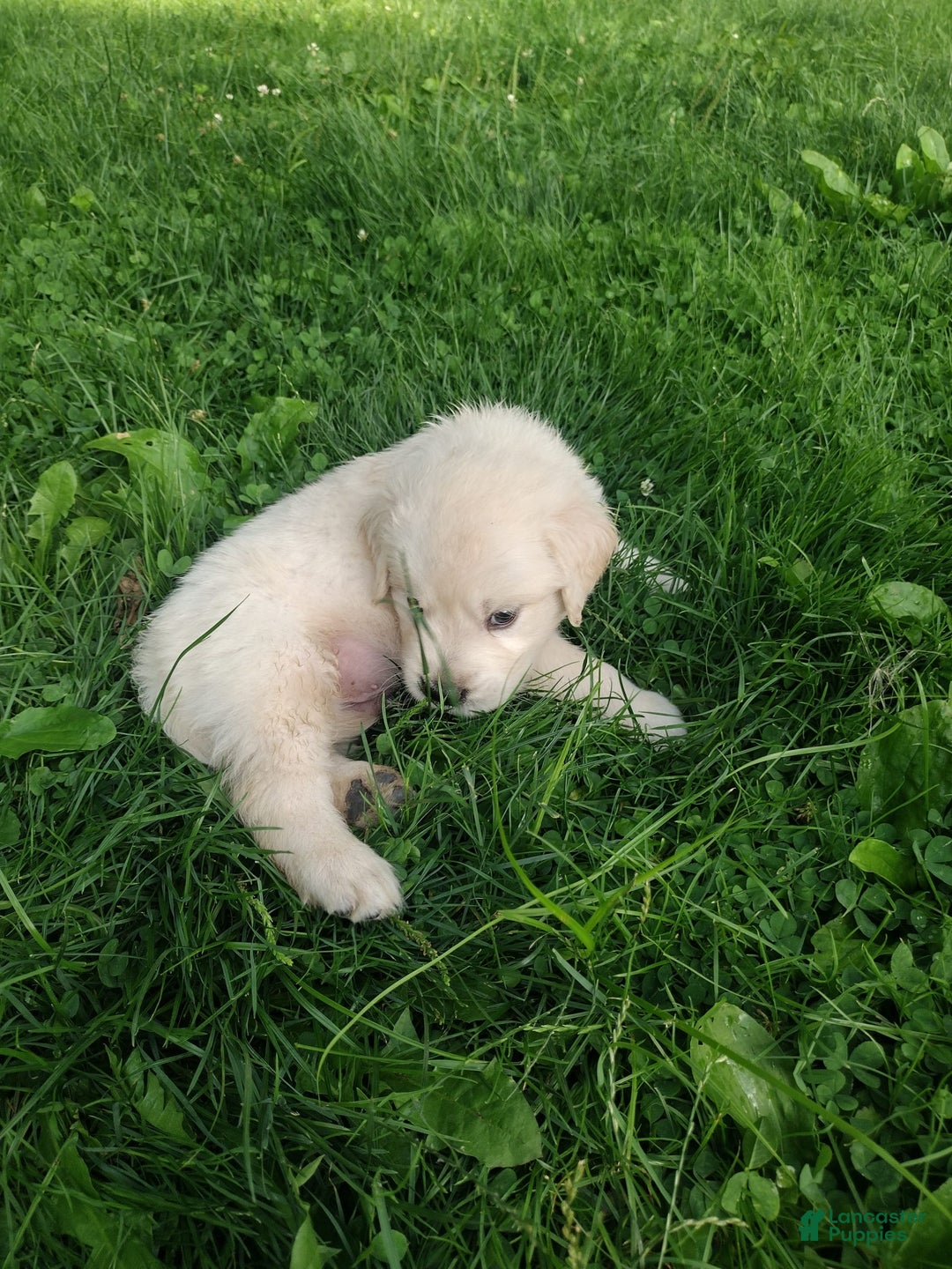 Golden Retriever dogs for sale: Pebbles - Image 10
