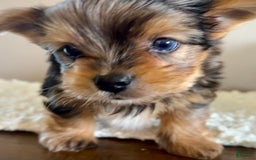 Yorkshire Terrier dogs for sale: Bo - Image 10