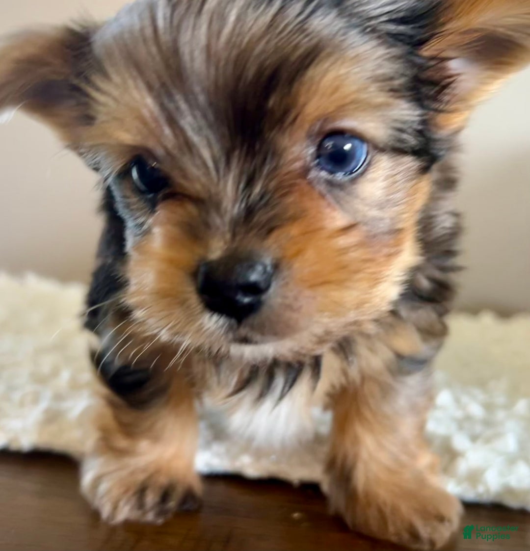 Yorkshire Terrier dogs for sale: Bo - Image 10