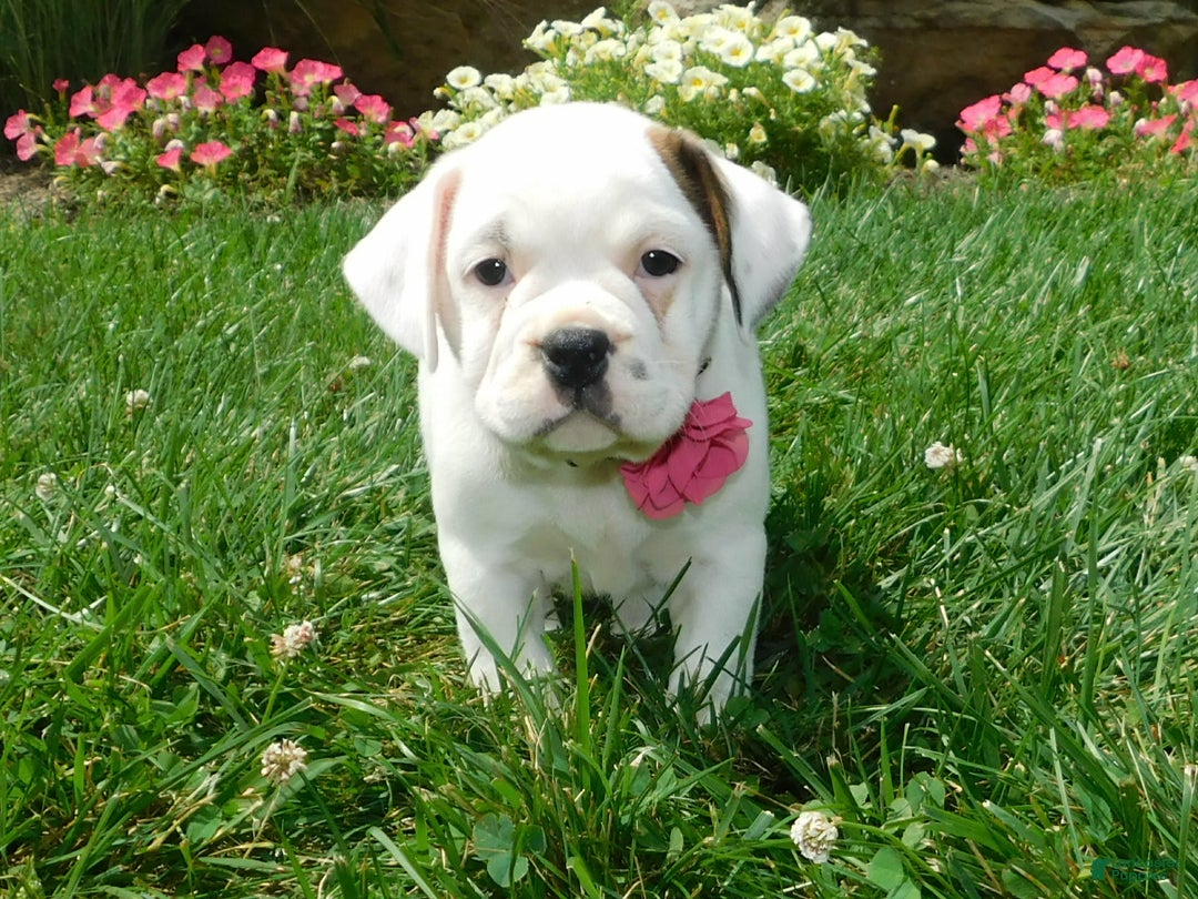 English Bulldog dogs for sale: Jewel - Image 5