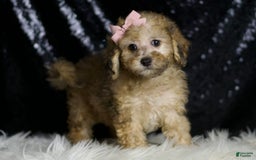 Miniature Poodle dogs for sale: Winnie - Image 5
