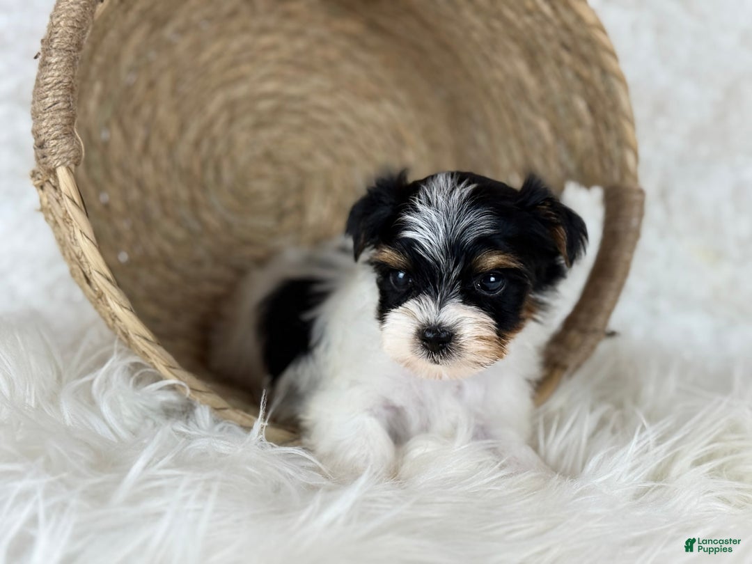 Yorkshire Terrier dogs for sale: Theo - Image 7