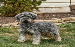 Miniature Schnauzer dogs for sale: Sahara - Image 6