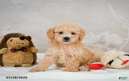Bichpoo dogs for sale: Dillon - Image 4