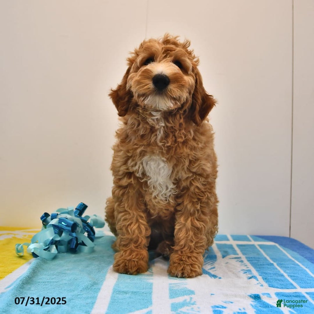 Mini Goldendoodle dogs for sale: Dancer - Image 6