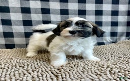 Havanese dogs for sale: Jesse - Image 7