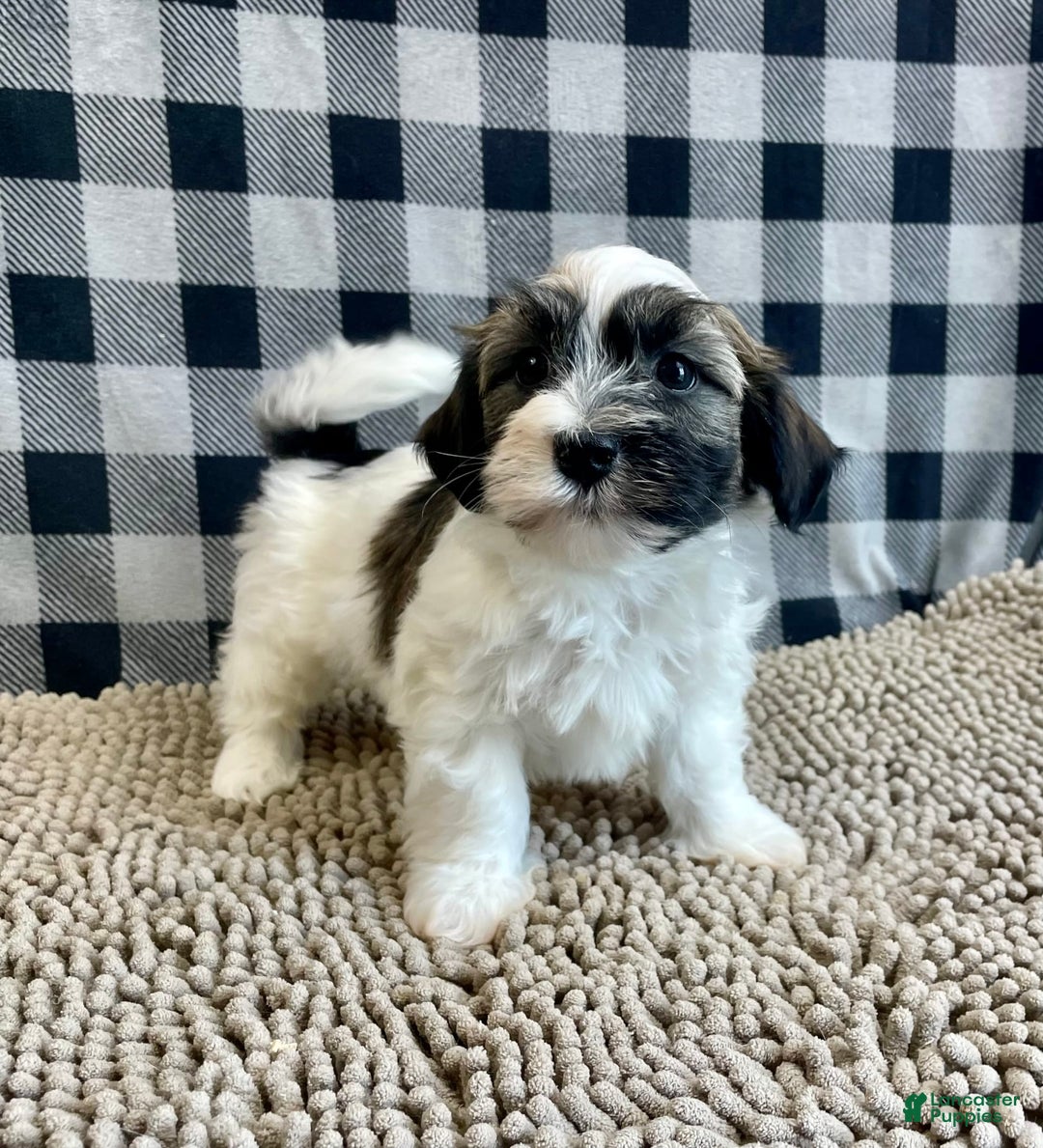 Havanese dogs for sale: Jesse - Image 7