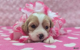 Cockapoo dogs for sale: Rebel - Image 7