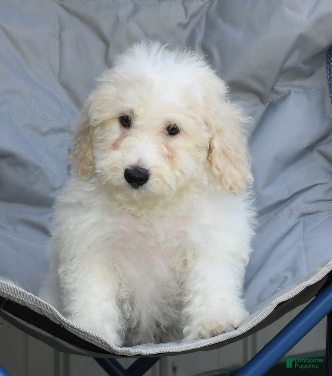 Maltipoo dogs for sale: Callie - Image 6