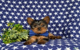 Yorkshire Terrier dogs for sale: Lamar 6 lbs Full Grown - Image 3