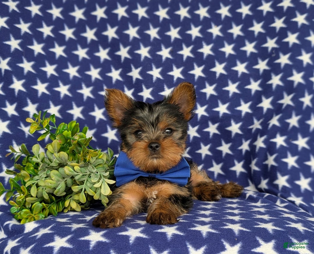 Yorkshire Terrier dogs for sale: Lamar 6 lbs Full Grown - Image 3