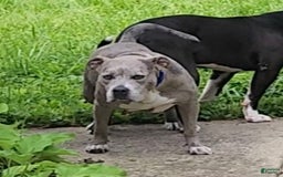 American Pit Bull Terrier dogs for sale: Baby Chop - Image 2