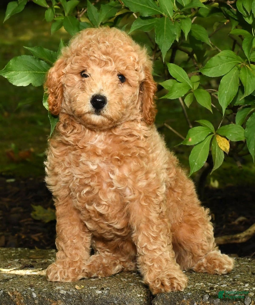 Mini Goldendoodle dogs for sale: Lulu - Image 7