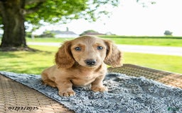 Miniature Dachshund dogs for sale: Fuzzie - Image 2
