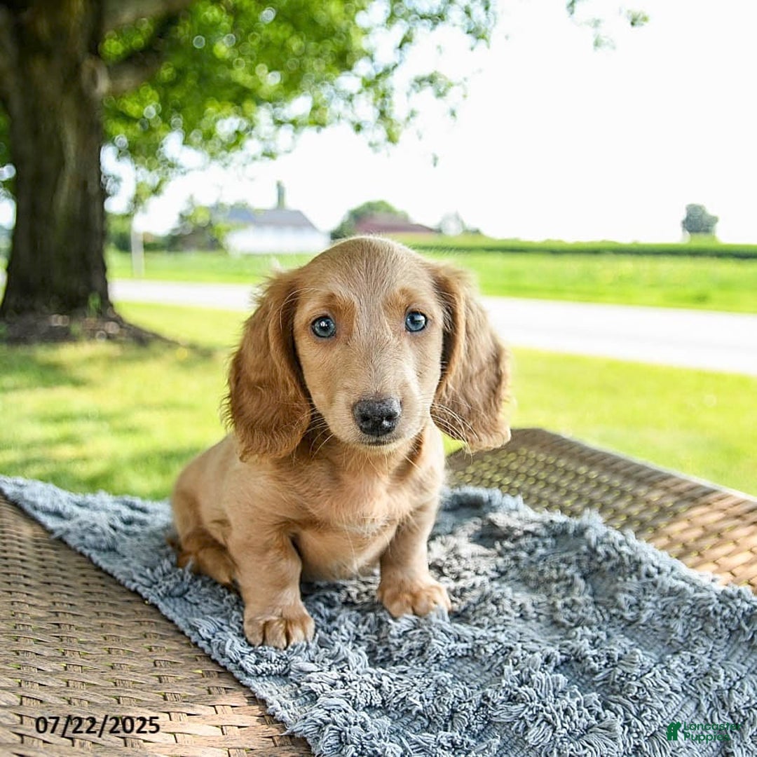 Miniature Dachshund dogs for sale: Fuzzie - Image 2