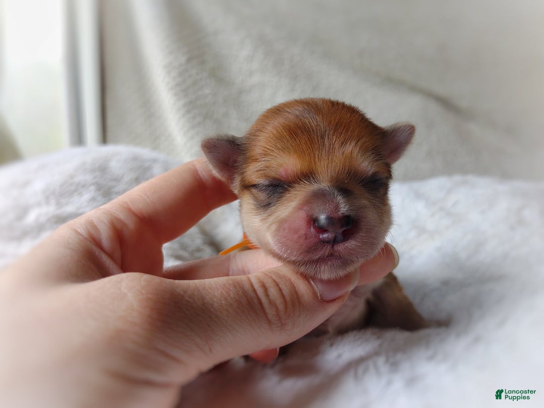 Morkie dogs for sale: Rare Gold Merle Bumblebee - Image 5
