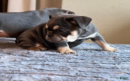 English Bulldog dogs for sale: Dreka - Image 6