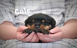 Rottweiler dogs for sale: Cole - Image 4