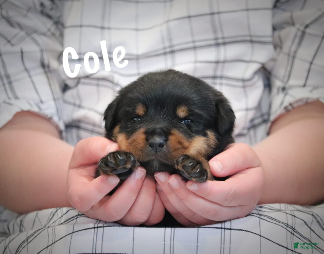 Rottweiler dogs for sale: Cole - Image 4