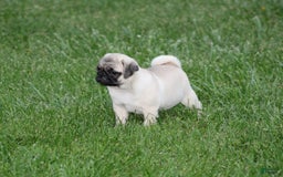 Pug dogs for sale: Edith - Image 10