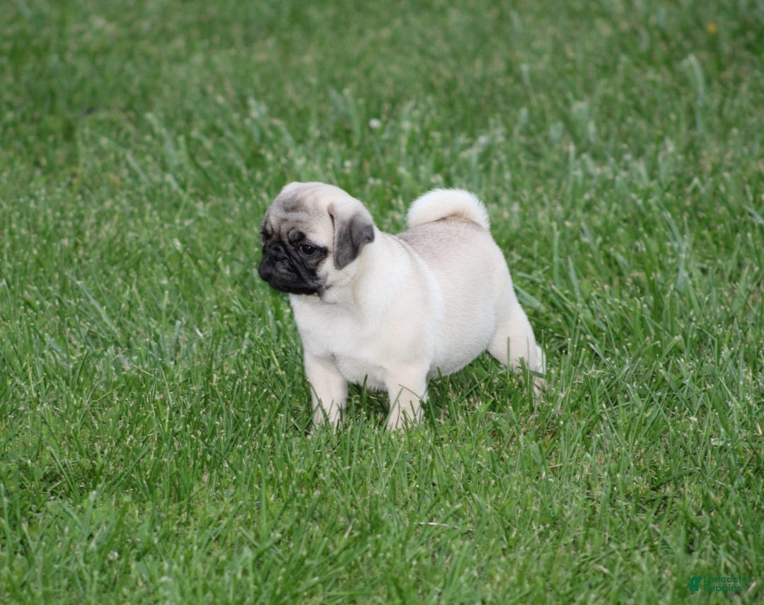 Pug dogs for sale: Edith - Image 10