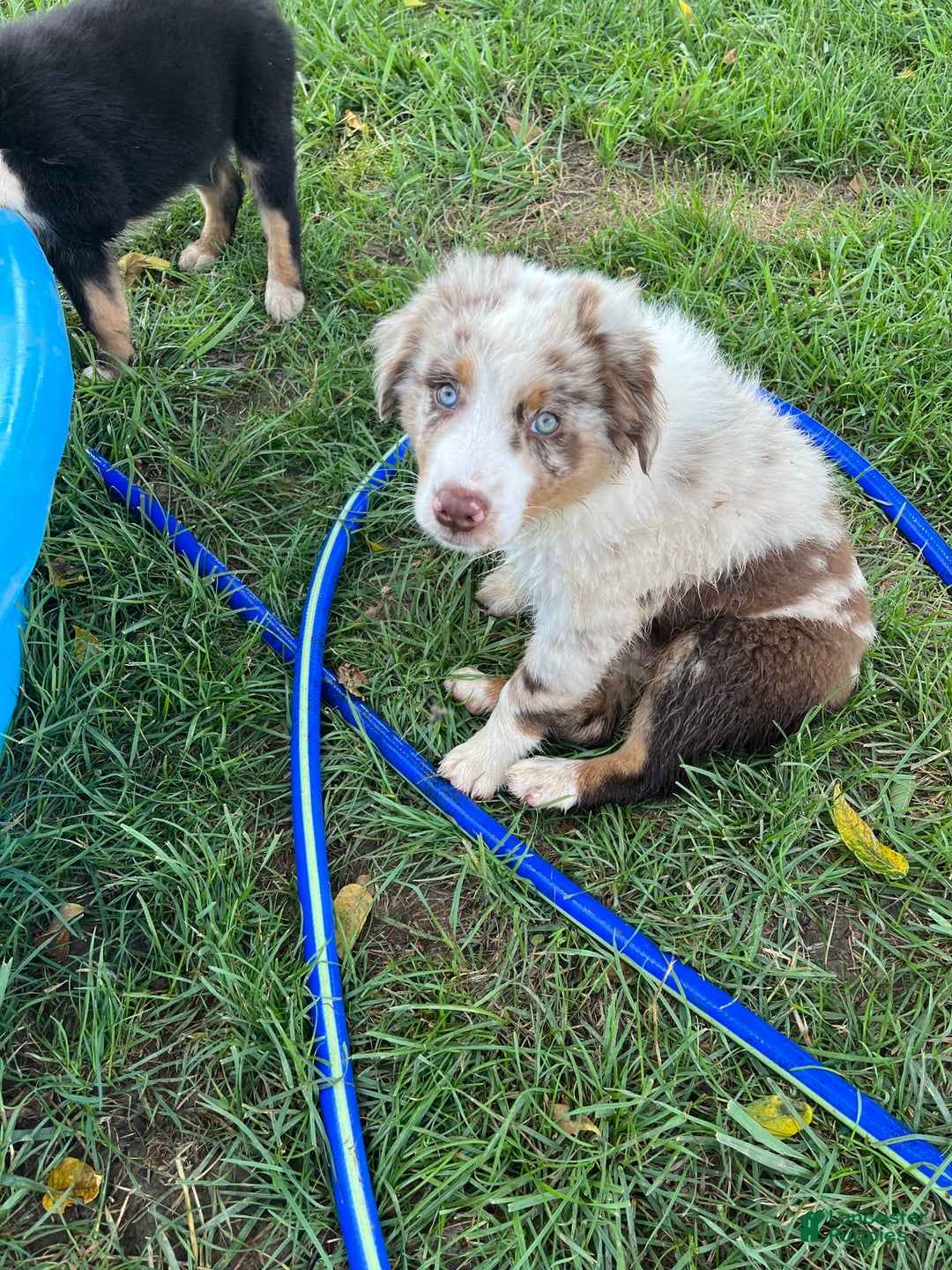 Australian Shepherd dogs for sale: Cash - Image 11