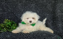 Miniature Poodle dogs for sale: Broderick - Image 11