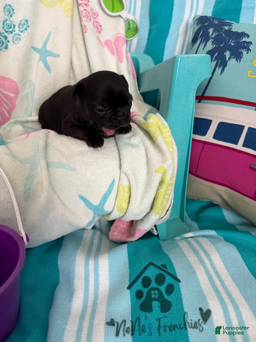 French Bulldog dogs for sale: Akc Black - Image 6