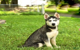 Siberian Husky dogs for sale: Beth - Image 2