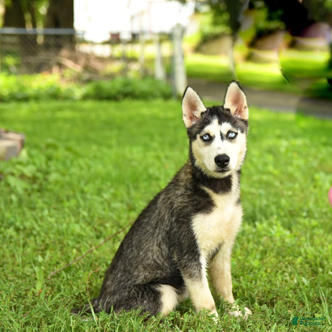 Siberian Husky dogs for sale: Beth - Image 2