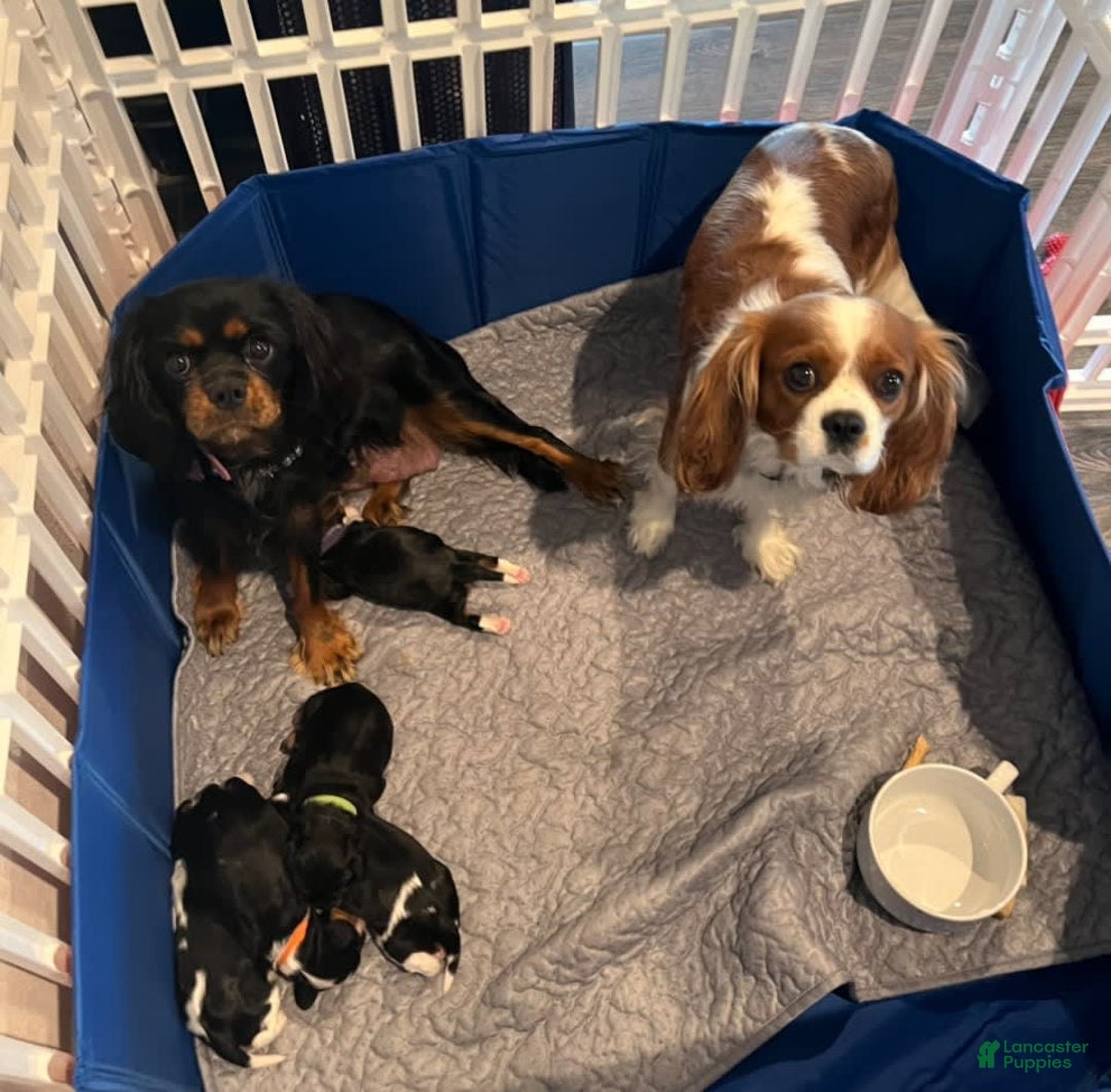 Cavalier King Charles Spaniel dogs for sale: Ranger - Image 2