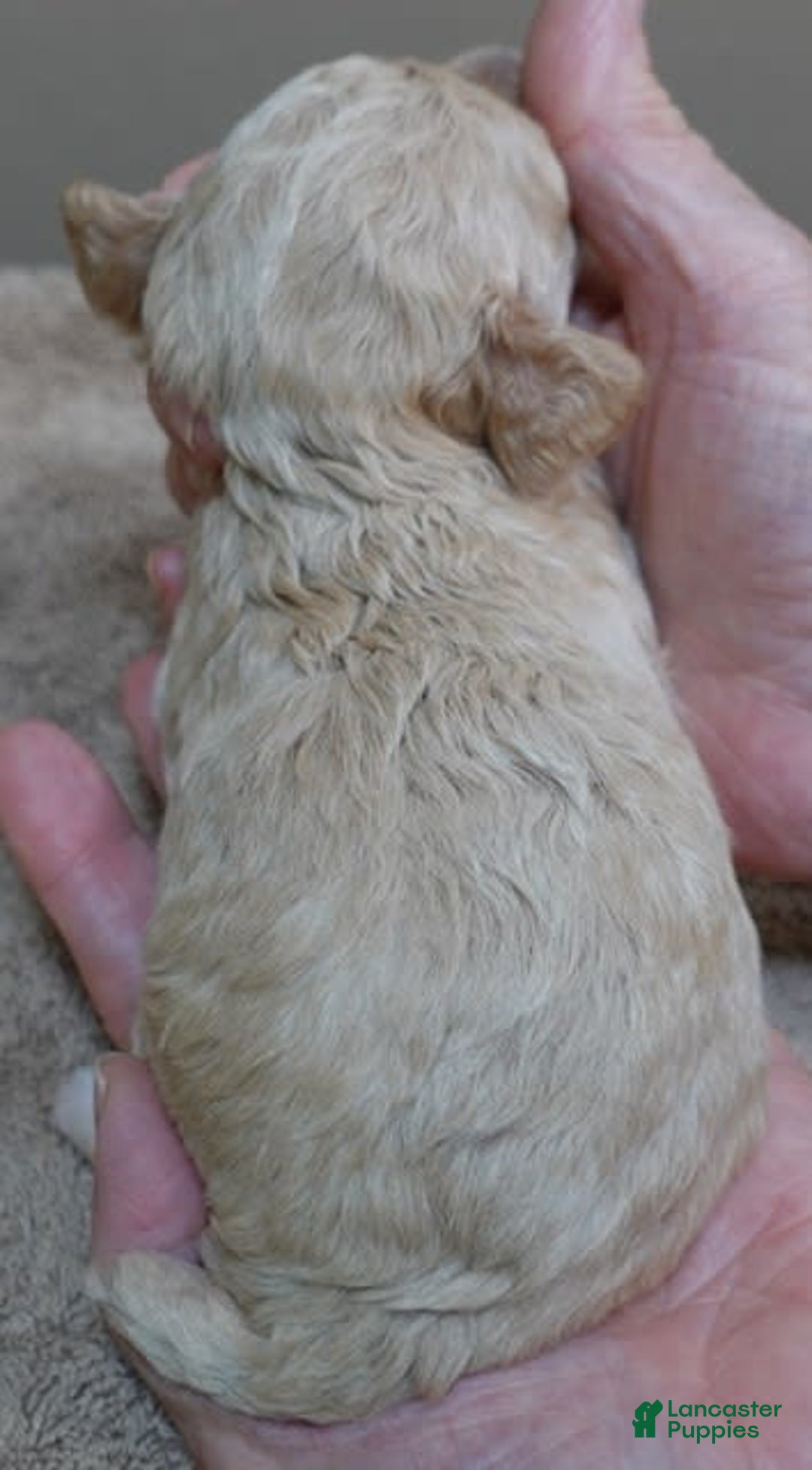 Toy Poodle dogs for sale: Chiki - Image 4